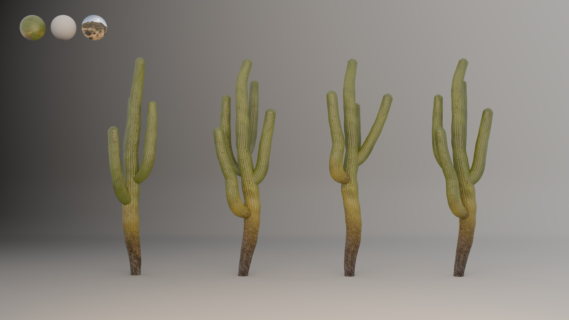 Cactus